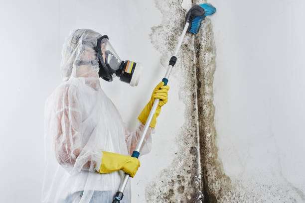Reliable Colonial Park, PA Mold Removal Solutions