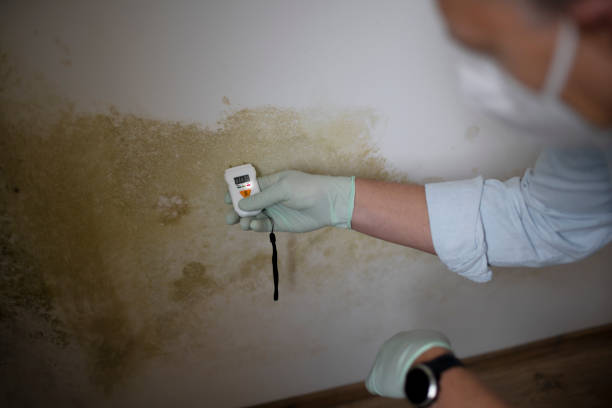 Best Mold Damage Repair  in Colonial Rk, PA