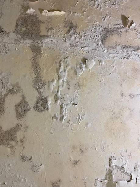 Best Home Mold Removal  in Colonial Rk, PA