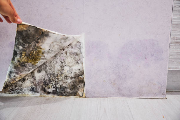 Best Fast Mold Removal  in Colonial Rk, PA